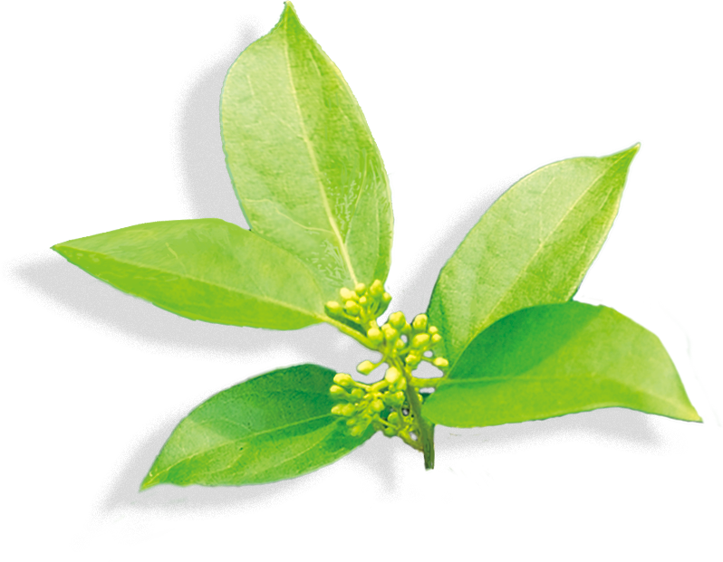 サラシアパーフェクトティー 植物幹細胞など植物性原料コスメラインのアザコスメティクス